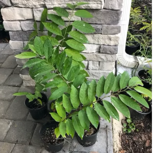 Custard Apple Plant | Sitaphal